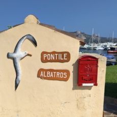 Albatros