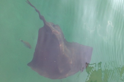 Hire Sailboat Jeanneau Sun Odyssey 40 Ds Saint-Florent