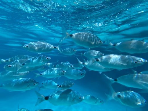 Dorgali Without license Joker 470 alt tag text