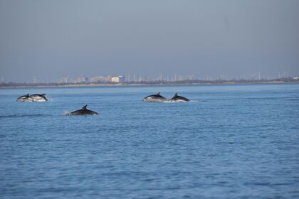 Location Bateau à moteur Jeanneau merry fischer marlin 875 Port-Saint-Louis-du-Rhône