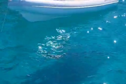 Noleggio Gommone Astronautica Sirius 6.4 Palermo