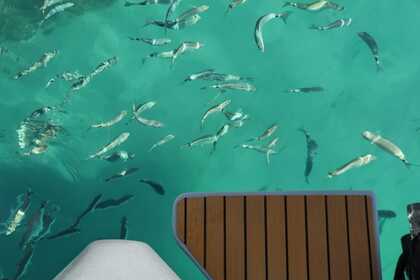 Aluguel Semi Rígido Sacs No License No license Cagliari