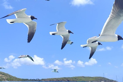 Location Catamaran LAGOON LAGOON 380 Le Marin