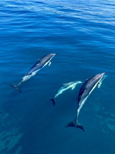 Tróia Peninsula Motorboat Beneteau Flyer 8.8 Spacedeck alt tag text