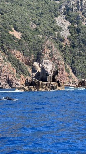 Calcatoggio Motorboat Salpa SUNSIX alt tag text