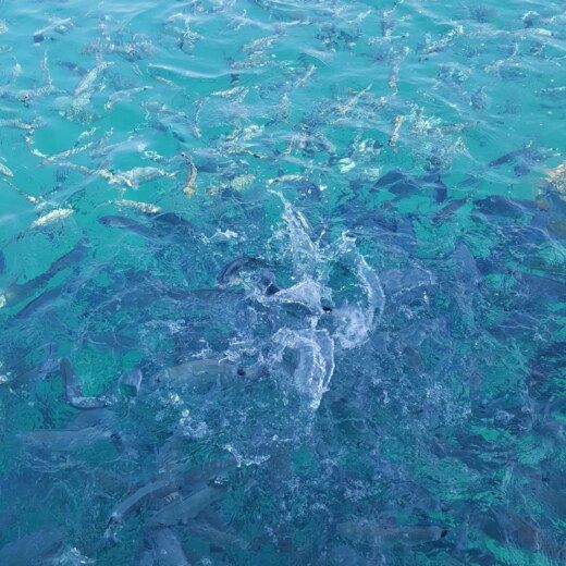 Motorboat Barbagelata LIFE BOAT Plan du bateau