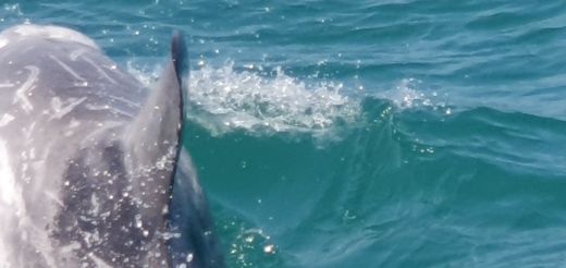 Saint-Quay-Portrieux Sailboat Jeanneau sun odyssey 33i alt tag text