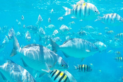 Location Catamaran Robertson and Caine Leopard 48 La Paz