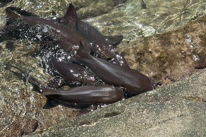 Location Catamaran Endeavour 44 Îles Bimini