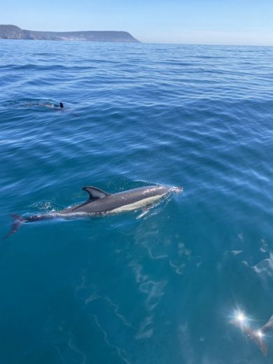 Tróia Peninsula Motorboat Beneteau Flyer 8.8 Spacedeck alt tag text