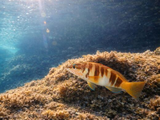 Motorboat Alcudia Boat Tour Snorkel and fuel included Plattegrond van de boot