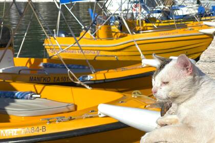 Noleggio Barca a motore Poseidon 470 Cefalonia