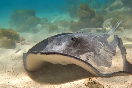 Rental Catamaran LAGOON 380 Pointe-a-Pitre