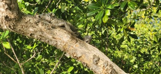 Le Robert Motorboat Jeanneau Cap Camarat 7.5 Cc alt tag text