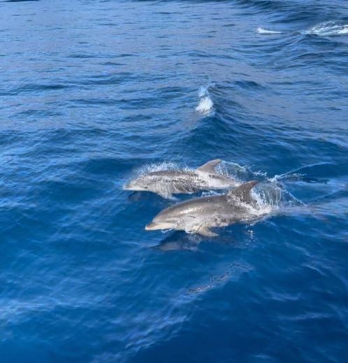 Portisco Motorboat Beneteau Antares 12 metri inclusi a bordo the  water games alt tag text