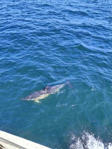 La Trinité-sur-Mer Sailboat Alcor Yacht classique alt tag text