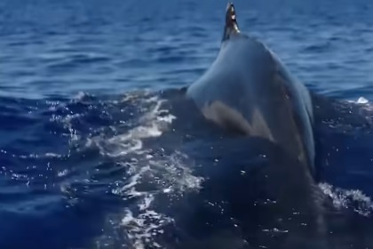 Charter Sailboat Wauquiez Centurion 42 Punta Cana