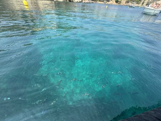 Majorque Without license Terhi 445 alt tag text