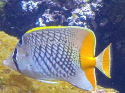 Pornic RIB BRIG Navigator 610 alt tag text