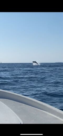 Pula Without license Adria 500 Open alt tag text