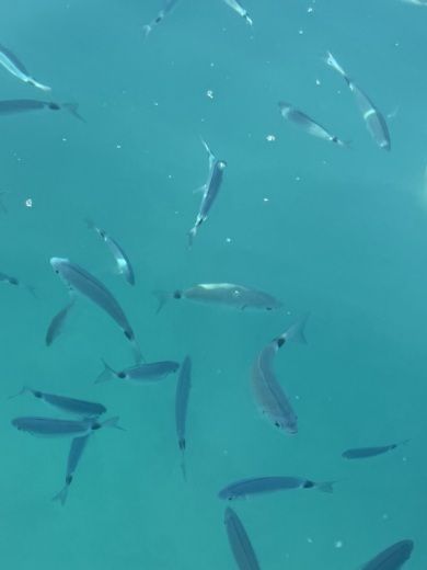 Mandelieu-La Napoule Motorboat Polyesteryacht Titanium650 alt tag text