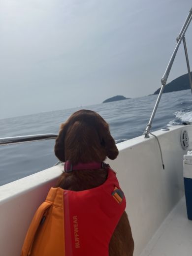 Spezia Without license DISCOVER LA SPEZIA COAST alt tag text