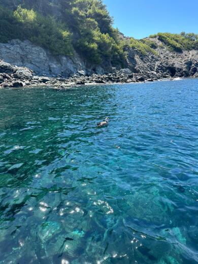 Six-Fours-les-Plages Motorboat Pacific Craft 650 Sun Cruiser alt tag text