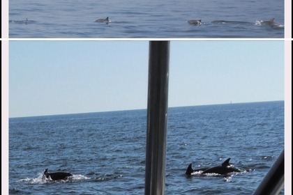 Rental Motorboat Bavaria 42 Vrsar