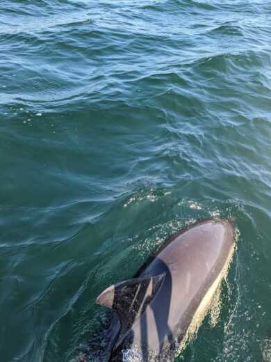 Pornichet Motorboat BENETEAU VEDETTE À MOTEUR AVEC CAPITAINE alt tag text