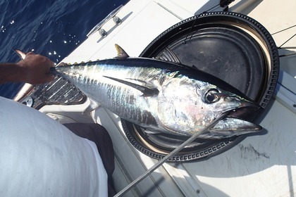 Noleggio Barca a motore BOSTON WHALER BOSTON WHALER FISHERMAN Torre Pali